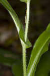 Wild comfrey